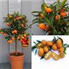 SAVINI VIVAI L'ARTE DI FARE NATURA SAVINI VIVAI Pianta di Kumquat Mandarino Cinese Albero di Agrumi Kumquat in Vaso da 20 cm Altezza 70 cm 2-3 Anni di innesto Made Italy