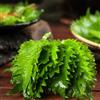 Generic Semi di Perilla, semi di Shiso, giardino giardino sul balcone resistenti per il aromatiche da perenni resistenti e perenni 400pcs
