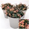 POWERS TO FLOWERS - TIMO SERPILLO PINK CHINTZ, VASO 14 CM DIAMETRO, 3 PIANTE, piante vere