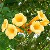Generico AMDGarden Bignonia Gialla Radicans Flava Rampicante in Vaso 18 cm Pianta per Esterni Fiori Gialli Ideale per Pergolati