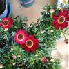 Generic Semi di Argyranthemum frutescens, da giardino roccioso resistenti margherita semi di crisantemo rare esotici 250pcs