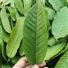 HELLOYOUNG Tisana Sfusa Alle Foglie Di Guava Tisana Artigianale Alimento Verde Bevanda Aromatizzata Alla Frutta Mista Tisana Profumata a Basso Contenuto Di Zucchero (500g)