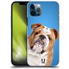 Head Case Designs Bulldog Inglese Razze Famose di Cani Custodia Cover Dura per Parte Posteriore Compatibile con Apple iPhone 12 / iPhone 12 PRO