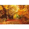 1art1 Boschi Poster XXL Magic Autumn Colours, Forest Path Stampa Geante 120x80 cm