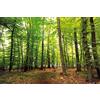 1art1 Boschi Poster XXL Bosco del Silenzio Stampa Geante 120x80 cm