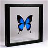 De Museumwinkel.com Papilio Ulysses - Grande Farfalla Blu e Nera - Vera Farfalla di Tassidermia Montato tra Vetro in Cornice di Doppia Vetro di Legno Nera Fatta a Mano