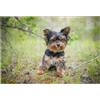 gawuoab Puzzle in legno per adulti con cuccioli di Yorkshire Terrier, 300 pezzi