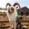 Onmygogo Divertente costume da renna per cane, graziosa parrucca pelosa per animali domestici, per Halloween e Natale, accessori per abbigliamento per animali domestici (capra, taglia L)