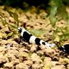 Generisch Gamberetti Glück - Taiwan Bee Gamberetti - Diverse varianti - Nero (Panda + Skunk)