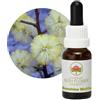 Australian Bush Flower Essences Bush Flower - Sunshine Wattle 15 Ml -Essenza Floreale