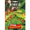 Floriana-Bulbose Semi - Mimosa Pudica