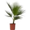 Plant in a Box - Washingtonia Robusta - Palma messicana - Pianta da giardino - Vaso 15cm - Altezza 70-90cm