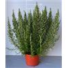 POWERS TO FLOWERS - ROSMARINO XXL VASO 22CM, pianta vera
