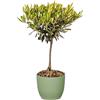 Bonplants Alberello di Ulivo Vero, Olea Europaea, Pianta Longeva e Simbolica, Vaso 17 cm, h 60 cm (Vaso Verde Salvia)