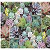 Generic Desert Rose Mix - Echeveria SUCCULENT Mix Confezione da 100 semi