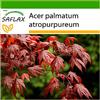 SAFLAX - Acero palmato rosso - 20 semi - Con substrato - Acer palmatum atropurpureum