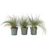 Plant in a Box - Festuca - Set di 3 - Festuca blu - Erba ornamentale - Vaso 9cm - Altezza 10-15cm