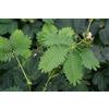 PRGA Mimosa PUDICA SENSITIVA Vaso 9CM Fogliame sensitivo Decorativo Ornamentale