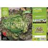 Orto Mio Piantine di Ortaggi in pack cubettato per la produzione famigliare disponibili in molte tipologie e varietà (Lattuga Canasta Manade 9 piante)
