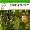 SAFLAX - Alchechengio peruviano - 100 semi - Con substrato - Physalis peruviana