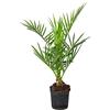 Bloomique - Phoenix Canariensis - Palma delle Canarie - Palma da Giardino - Resistente al Freddo - Alta 50-70 cm - Vaso 15 cm