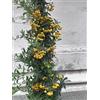 Generico Piracanta Piramidale Pyracantha coccinea Agazzino vaso ø20 H150 cm con canna