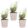 Bloomique - Set di 3 - Lavandula angustifolia 'Hidcote' - Lavanda vera - Pianta di lavanda - Resistente al freddo - Altezza 10-20 cm - Vaso 9x9 cm
