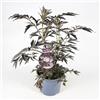 MODIPITRE Sambuco Rosa Pianta di Sambuco Nigra Black Lace Rosa su Vaso cm 19