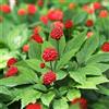 venchunio Nuovi semi di ginseng freschi, 50 pezzi