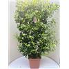 Vannucci Piante - Trachelospermum jasminoides, Gelsomino Sempreverde, Spalliera, Rhyncospermum jasminoides, Pianta rampicante vera in vaso, Pianta da terrazzo