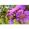 Generico 15 Semi dell'Albero del Fascino Indiano (Lagerstroemia Speciosa)