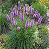 Bloomique - Set di 3 - Liatris Spicata 'Kobold' - Radice di serpente nodosa - Resistente all'inverno - Perenne - Altezza 10-20 cm - Vaso da 9 cm