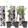 Plant in a Box - Jasminum Officinale - Set di 3 - Jasmijn - Vaso 9cm - Altezza 25-40cm
