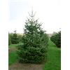 Vivaio di Castelletto Abete del Caucaso Abies nordmanniana pianta in vaso ø19 cm H 30/40 cm Vivaio di Castelletto