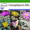 SAFLAX - Conophytum (mix) - 40 semi - Con substrato - Conophytum Mix