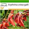 SAFLAX - Albero del corallo - 6 semi - Con substrato - Erythrina crista-galli