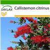 SAFLAX - Callistemo - 400 semi - Con substrato - Callistemon citrinus