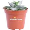 eGarden.store Pianta di Agave pianta grassa pianta da esterno pianta ornamentale di Agave pianta succulenta pianta con spine pianta vera venduta da eGarden.store (Agave Potatorum Ouhi-Raijin Variegata)