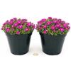 POWERS TO FLOWERS - DELOSPERMA FUCSIA, MESEMBRIANTEMO RIFIORENTE, 2 PIANTE IN VASO 14 cm DIAMETRO, piante vere