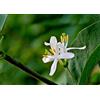SVI 25 + Winter caprifoglio semi cespuglio (Lonicera fragrantissima) fragrante CombSH I84