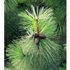 Generico 25 Semi di Pino Ponderosa (Pinus Ponderosa)