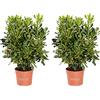 KENTIS - Set di Pittosporum Tobira - Piante da Siepe Vere da Esterno - H 80-100 cm Vaso Ø 24 cm