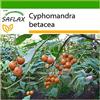 SAFLAX - Albero del pomodoro - 50 semi - Con substrato - Cyphomandra betacea