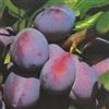 Vivai Decandia Giovanni PIANTA DA FRUTTO SUSINO CALIFORNIA BLUE in vaso 20 età 2/3 anni (foto reali)