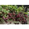 SVI PinkdoseÂ 10 Semi Akebia Quinata Seeds- Chocolate Vine, Raisin Vine, Akebia a cinque foglie!