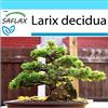 SAFLAX - Confezione regalo - Larice comune - 75 semi - Larix decidua