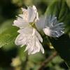 le Georgiche Vivai le Georgiche - Pianta vera di Philadelphus x virginalis Filadelfo - vaso Ø 18 cm - altezza alla vendita 40-60 cm