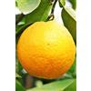 eGarden.store Albero di arancio Vaniglia pianta di arancia varietà Vaniglia pianta di arancio in vaso Età 2 anni pianta vera di arance venduta da eGarden.store