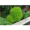 Generic Portal Cool 30 semi Kochia Tricophylla Falso Cipressino Il trasporto libero