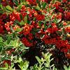 le Georgiche Vivai le Georgiche - Pianta vera di Pyracantha Mohave Agazzino 'Mohave' - vaso Ø 15 cm